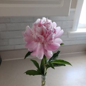 Meet your Posher, Joann